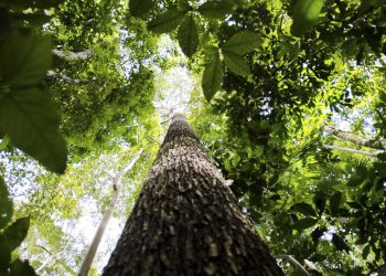Programa vai formar empreendedores que apoiem floresta amazônica