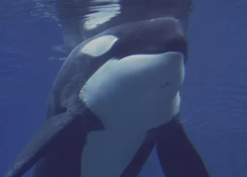 Família francesa tem barco afundado por sete orcas no Atlântico; vídeo
