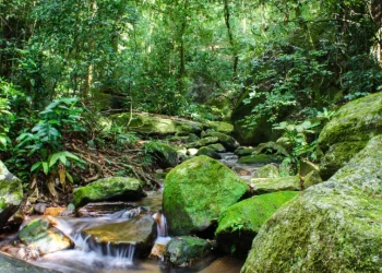 Elas existem. Relembre 10 boas notícias de 2025