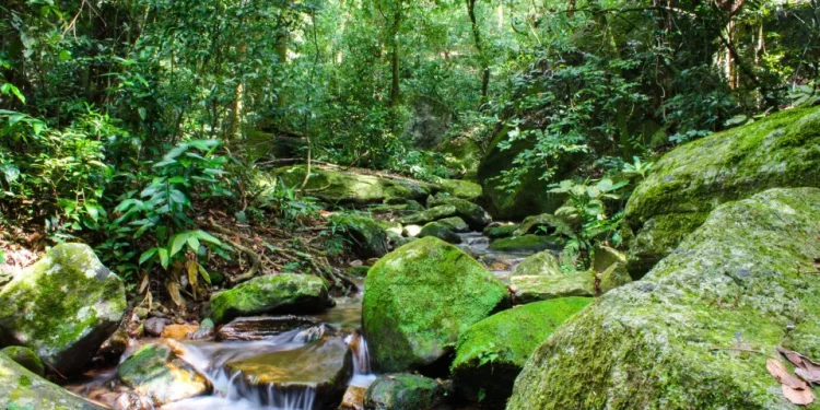 Elas existem. Relembre 10 boas notícias de 2025