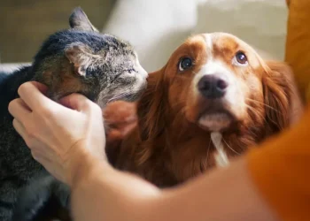 Senado aprova política de proteção a animais resgatados em desastres