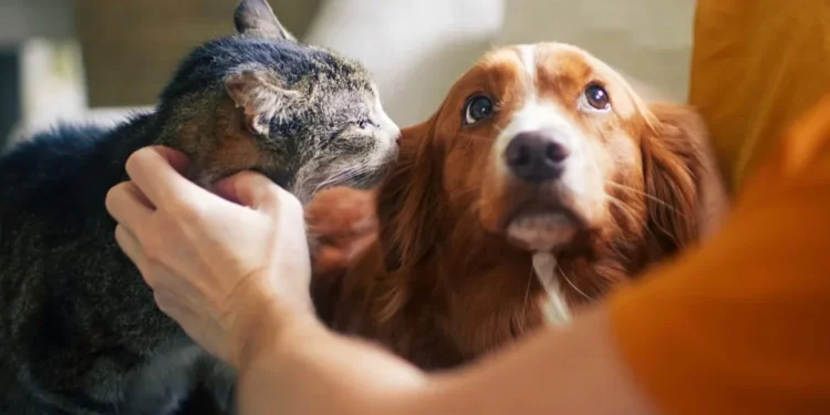 Senado aprova política de proteção a animais resgatados em desastres