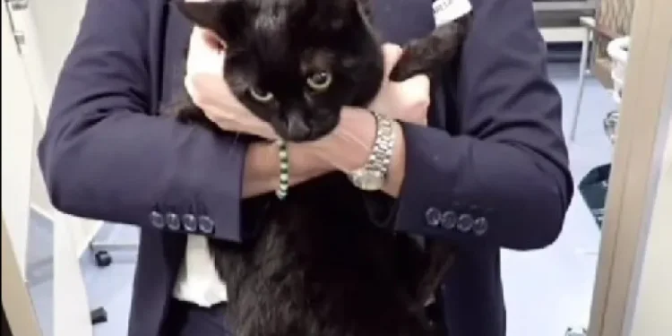 Cruzeiro salva marinheiro e gata “em apuros” em alto mar. “Surreal”