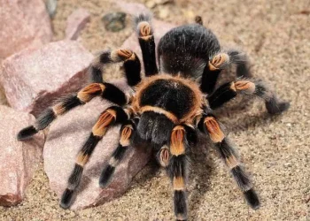 Mulher esquece-se de caixa com 20 tarântulas vivas em trem na Alemanha