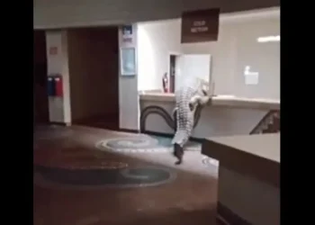 Vídeo: crocodilo invade recepção de hotel e tenta subir no balcão