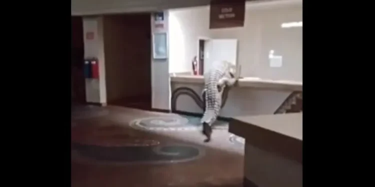 Vídeo: crocodilo invade recepção de hotel e tenta subir no balcão